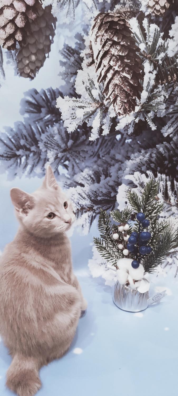 Очень нежный котёнок