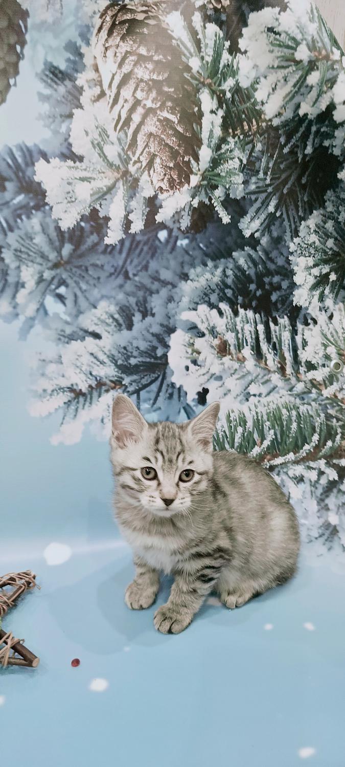 Очень нежный котёнок