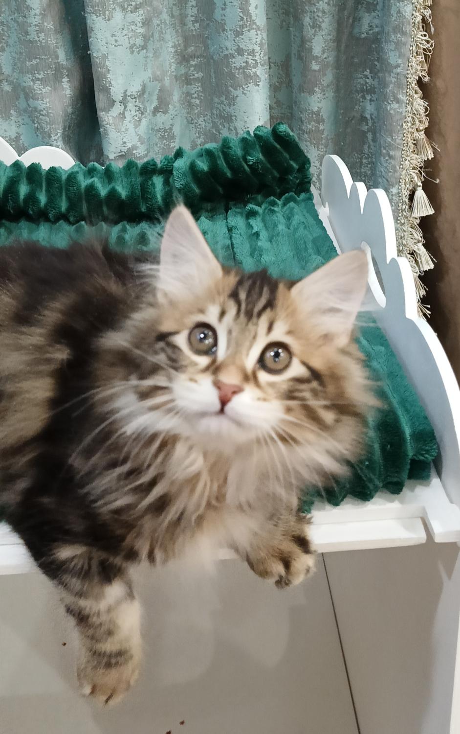 Очень нежный котёнок